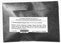 Hymenoscyphus fructigenus image